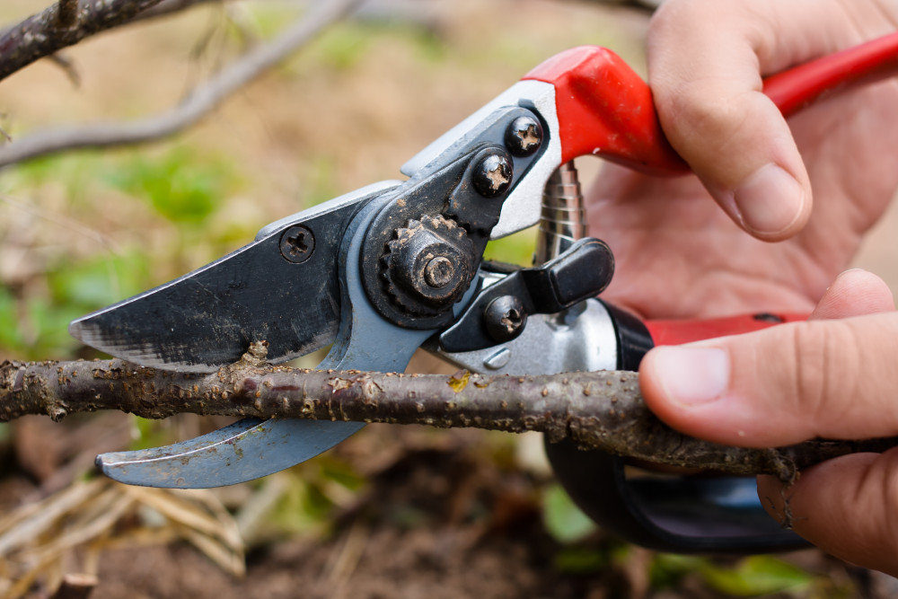 The garden pruner in women's hand